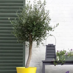 Sandtex® Exterior 10 Year Satin Paint Fern Canopy - 750ml 14 Sandtex® Exterior 10 Year Satin Paint Fern Canopy - 750ml -Laura Paint Shop 12809801 1644871561235027