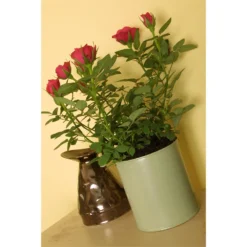 Craig & Rose 1829 Eggshell Paint Beauvais Cream - 750ml 7 Craig & Rose 1829 Eggshell Paint Beauvais Cream - 750ml -Laura Paint Shop 12819896 6664948285222665