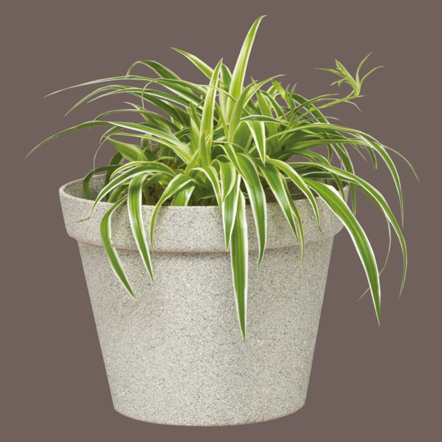 Rust-Oleum Stone Spray Paint - Pebble - 400ml 4 Rust-Oleum Stone Spray Paint - Pebble - 400ml - Image 2