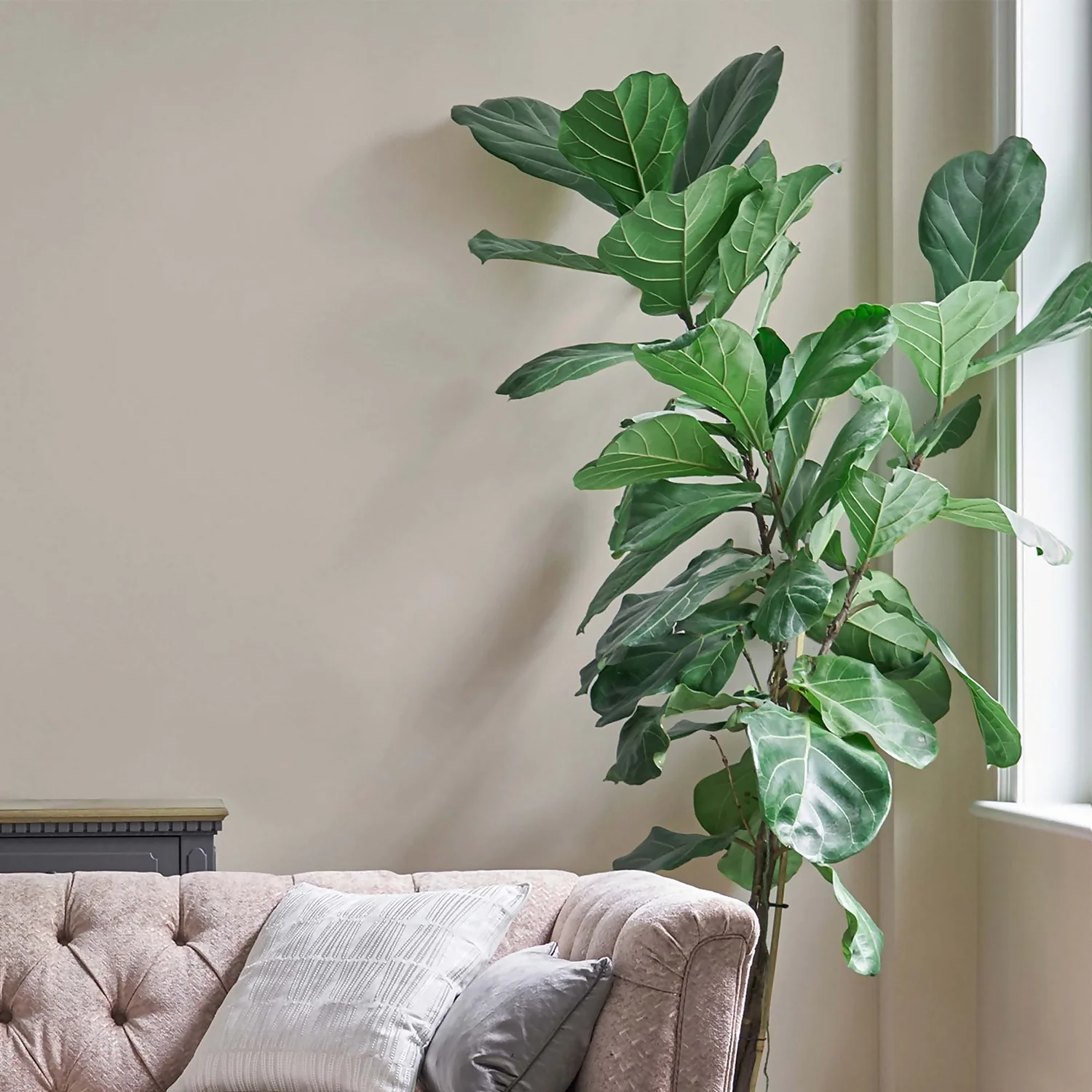 Laura Ashley Eggshell Paint Soft Natural - 750ml 4 Laura Ashley Eggshell Paint Soft Natural - 750ml - Image 2