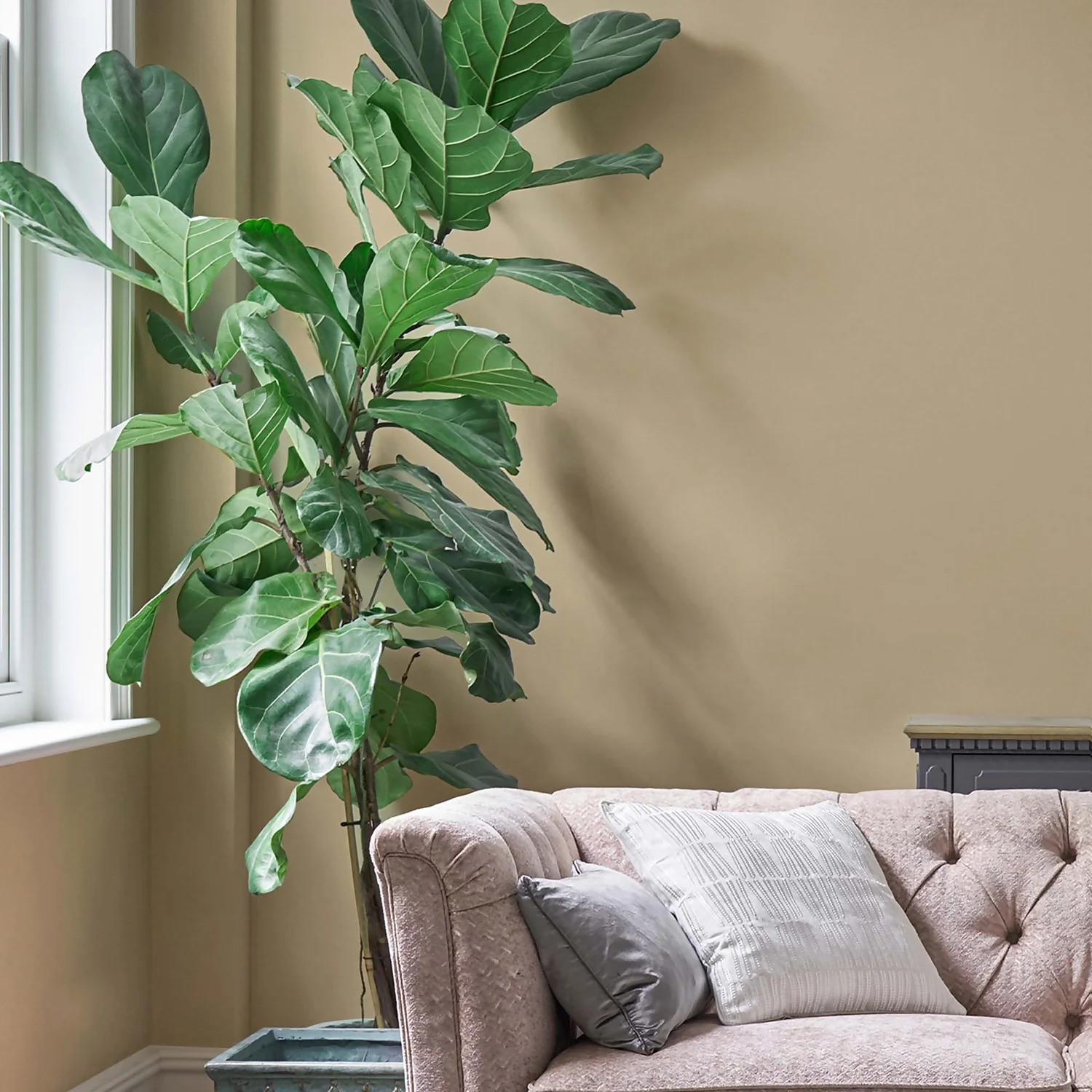 Laura Ashley Matt Emulsion Paint Pale Gold Tester 100ml 4 Laura Ashley Matt Emulsion Paint Pale Gold Tester 100ml - Image 2